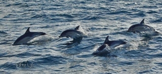  Observar a los delfines retozar 